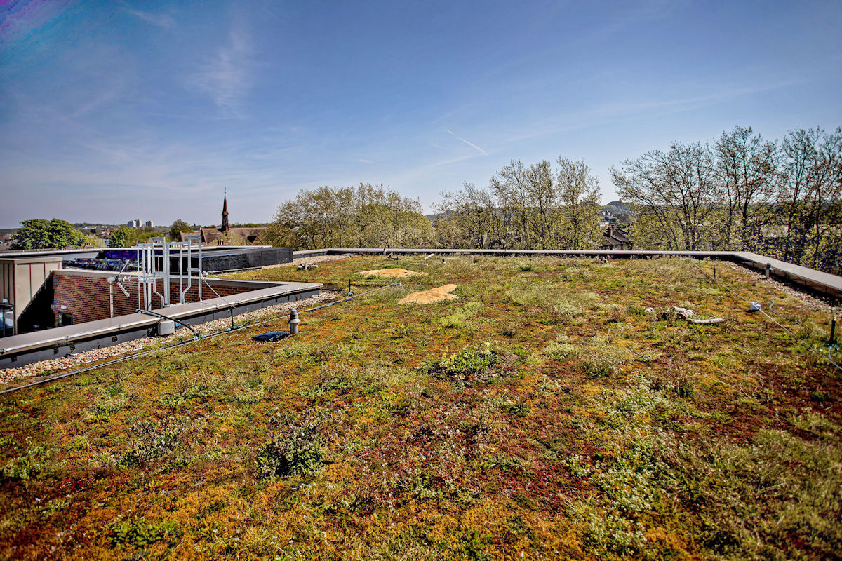 Tessa Jowell healthcentre in Dulwich - green roof Rev b mid.jpg